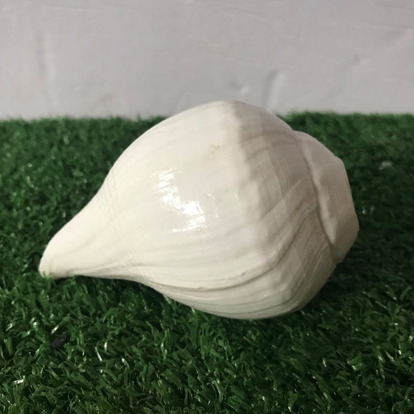 Real Shankh, medium size, playable, conch